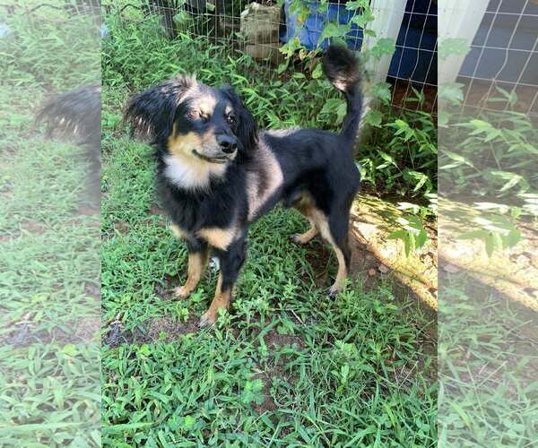 Medium Photo #3 Mutt Puppy For Sale in Greenville, SC, USA
