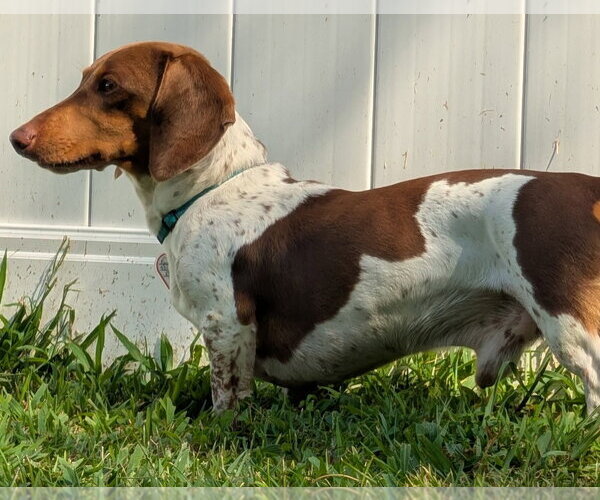 Medium Photo #6 Dachshund Puppy For Sale in Shelbyville, TN, USA