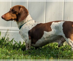 Spurgeon in LA - Male Dachshund Dog for Adoption - Photo #6