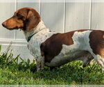 Small #5 Dachshund