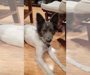 Border Collie-Unknown Mix Dogs for adoption in Milpitas, CA, USA
