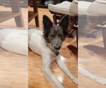 Small Border Collie Mix