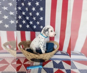 Dalmatian Puppy for sale in VASSALBORO, ME, USA