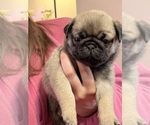 Small #4 Pug