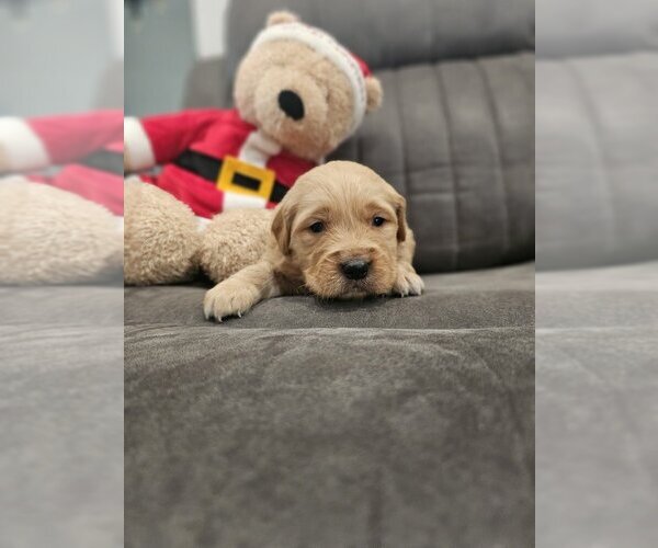 Medium Photo #10 Golden Retriever Puppy For Sale in SACRAMENTO, CA, USA