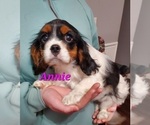 Puppy Annie Cavalier King Charles Spaniel