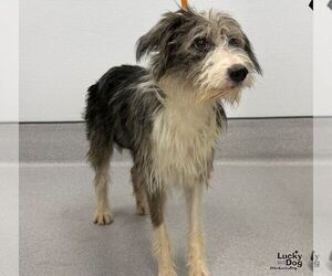 Rosie - Female Australian Shepherd-Unknown Mix Dog for Adoption - Photo #3