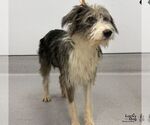 Small Photo #3 Australian Shepherd-Unknown Mix Puppy For Sale in Washington, DC, USA