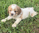Small #2 Cocker Spaniel