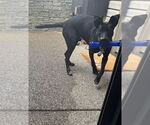 Small #1 Great Dane Mix