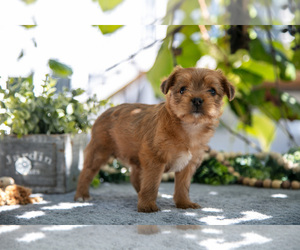 Shorkie Tzu Litter for sale in KIRKWOOD, PA, USA