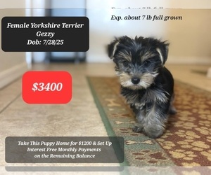 Yorkshire Terrier Puppy for sale in TUCSON, AZ, USA