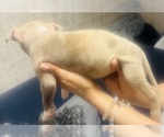 Small Photo #17 American Bully Puppy For Sale in LAKE STATION, IN, USA