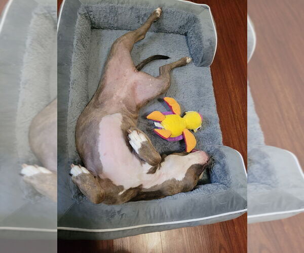 Medium Photo #6 Mutt Puppy For Sale in Brewster, NY, USA