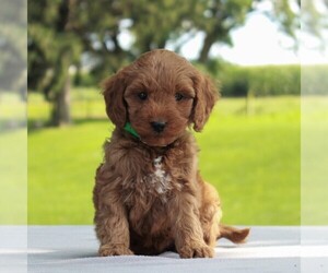 Goldendoodle-Poodle (Miniature) Mix Puppy for sale in MYERSTOWN, PA, USA