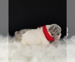 Small Photo #7 French Bulldog Puppy For Sale in PORT READING, NJ, USA