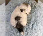 Small #8 ShihPoo