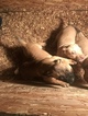 Small Photo #10 Presa Canario Puppy For Sale in FLINT, MI, USA