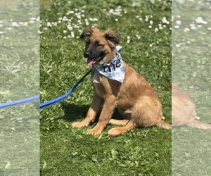German Shepherd Dog Dogs for adoption in Seattle, WA, USA