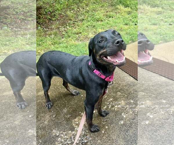 Medium Photo #3 Labrador Retriever-Unknown Mix Puppy For Sale in Munford, TN, USA