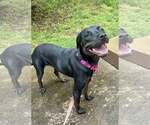 Small #2 Labrador Retriever Mix