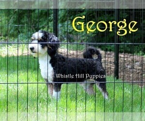 Father of the Miniature Bernedoodle puppies born on 10/14/2022
