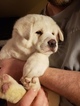 Small Photo #4 Akita Puppy For Sale in CEDAR MILLS, MN, USA