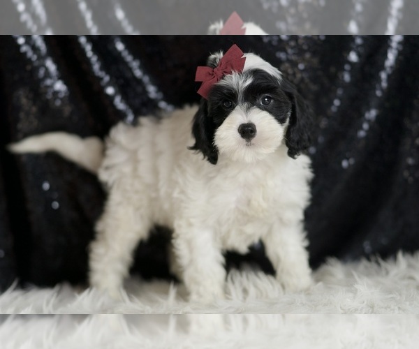 Medium Photo #3 Cavapoo (Miniature) Puppy For Sale in WARSAW, IN, USA