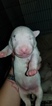 Small Photo #23 Bull Terrier Puppy For Sale in JACKSON, MI, USA