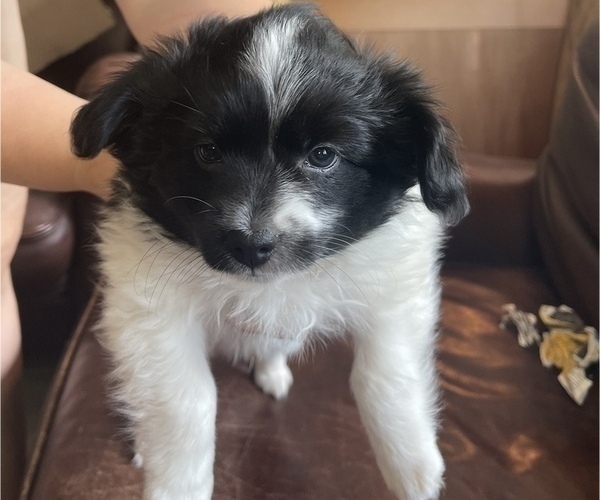 Medium Photo #4 Papimo Puppy For Sale in TRUCKEE, CA, USA