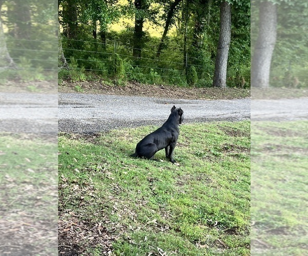 Medium Photo #1 Cane Corso Puppy For Sale in MONTGOMERY, AL, USA