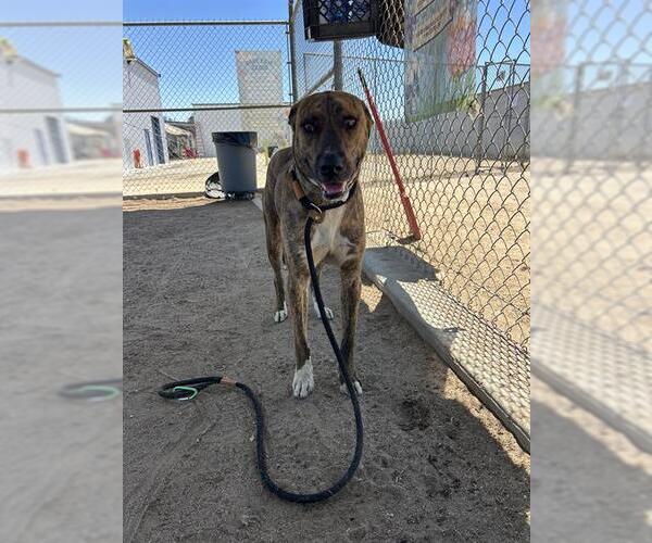 Medium Photo #1 Mutt Puppy For Sale in Bakersfield, CA, USA