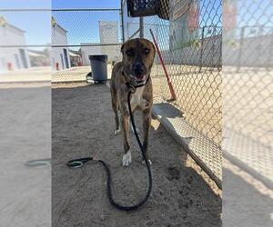 Mutt Dogs for adoption in Bakersfield, CA, USA