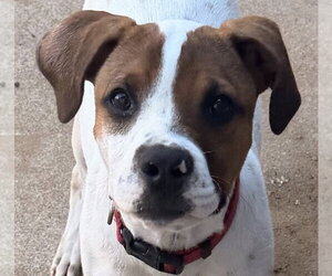 Mutt Dogs for adoption in Canton, CT, USA