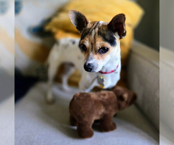 Medium Photo #3 Rat-Cha Puppy For Sale in Atlanta, GA, USA