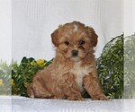 Small Photo #1 ShihPoo Puppy For Sale in QUARRYVILLE, PA, USA