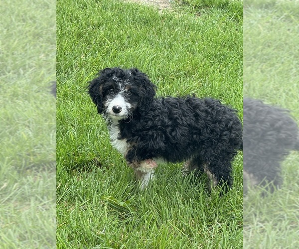 Medium Photo #8 Miniature Bernedoodle Puppy For Sale in LONGMONT, CO, USA