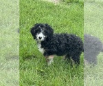 Small #7 Miniature Bernedoodle
