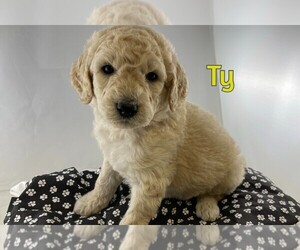 Goldendoodle-Poodle (Standard) Mix Puppy for sale in WINSTON SALEM, NC, USA