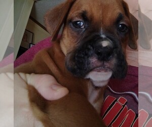 Boxer Puppy for sale in FOUNTAIN INN, SC, USA