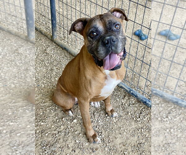 Medium Photo #1 Boxer Puppy For Sale in Austin, TX, USA