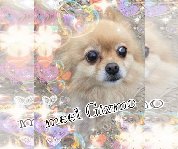 Medium Photo #1 Pomeranian Puppy For Sale in Pipe Creek, TX, USA