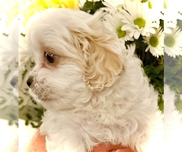 Medium Photo #10 ShihPoo Puppy For Sale in ANDERSON, SC, USA