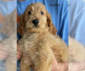 Irish Doodle Puppy for sale in EL PASO, IL, USA