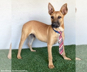 Opie - Male Mutt Dog for Adoption - Photo #3