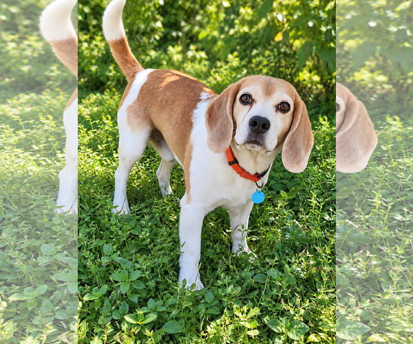 Medium Photo #12 Beagle Puppy For Sale in Dunnellon, FL, USA