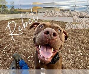 American Pit Bull Terrier Dogs for adoption in Denver, CO, USA