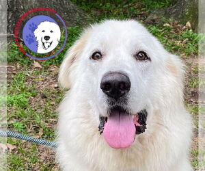 Great Pyrenees Dogs for adoption in Spring, TX, USA