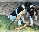 Small #3 English Springer Spaniel