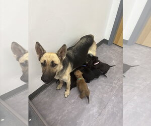 Harley (Planet mama) - Female German Shepherd Dog Dog for Adoption - Photo #8